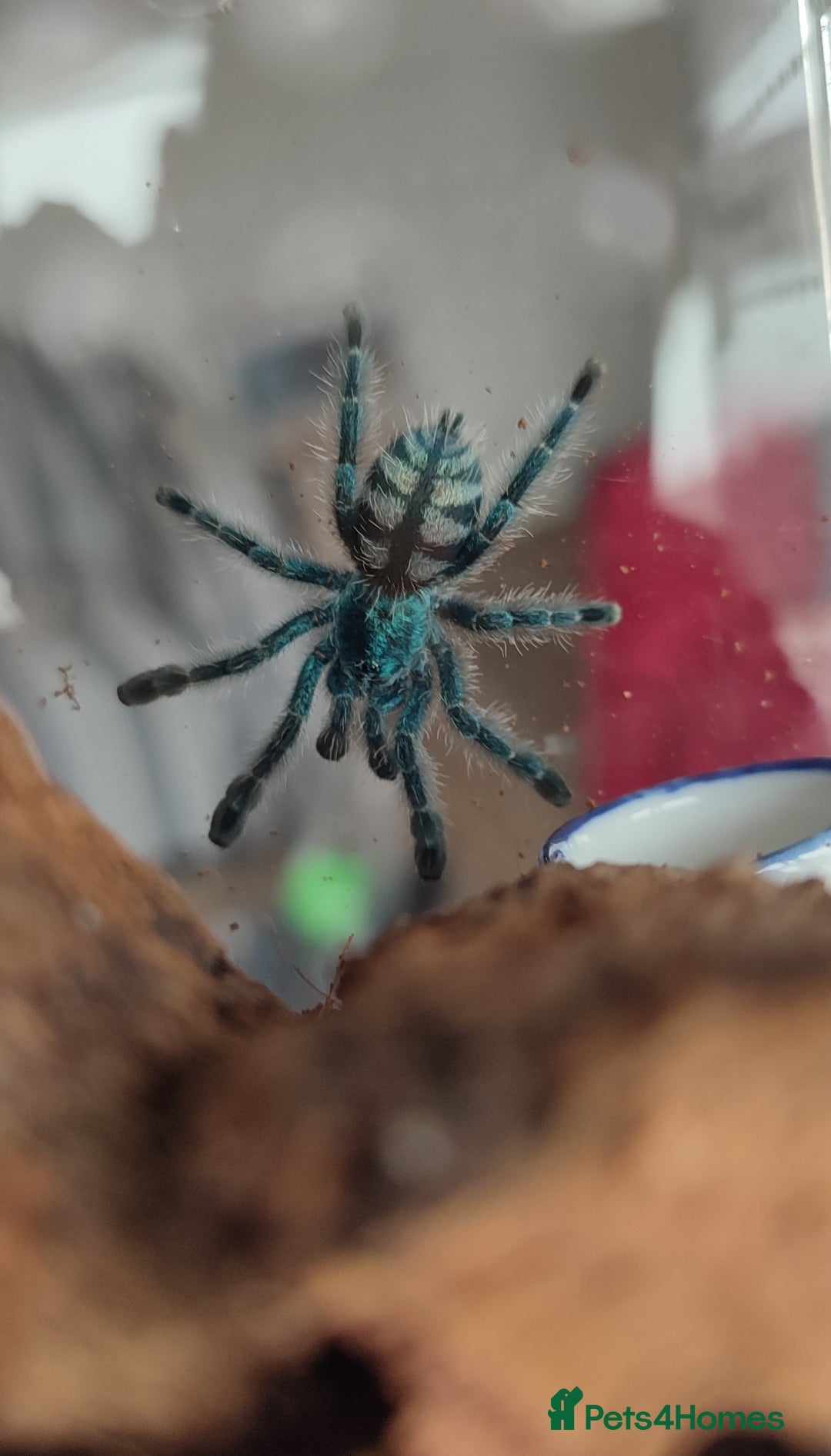 Tarantulas invertebrates for sale: TARANTULAS for SALE - setups included! - Image 2
