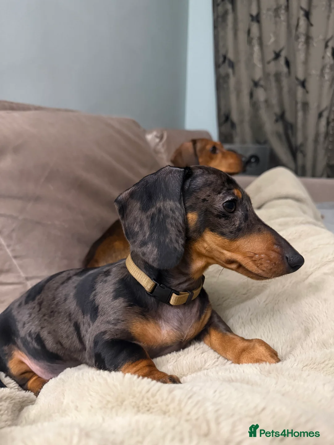 Miniature Dachshund dogs for sale: Gorgeous KC PRA CLR Miniature dachshund girl - Advert 20