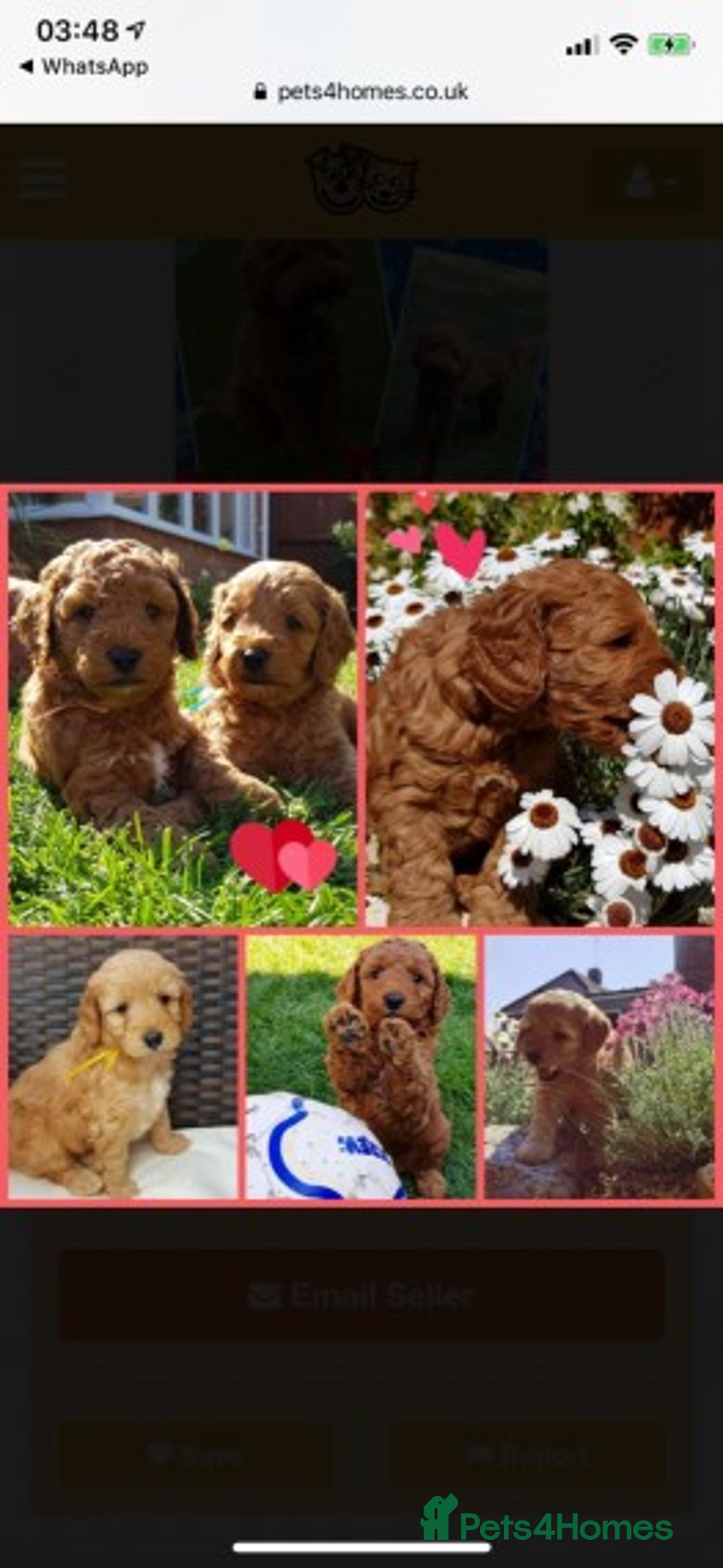 Miniature Poodle dogs for stud: Extensively Health Tested Deep Red Mini Poodle in Mansfield - Image 39