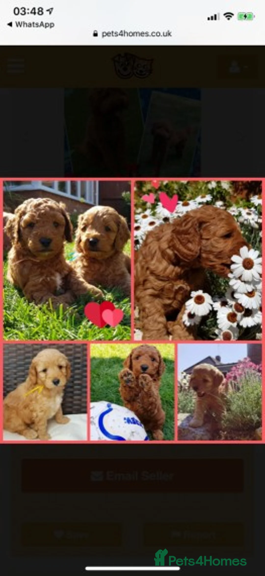 Miniature Poodle dogs for stud: Extensively Health Tested Deep Red Mini Poodle in Mansfield - Advert 39