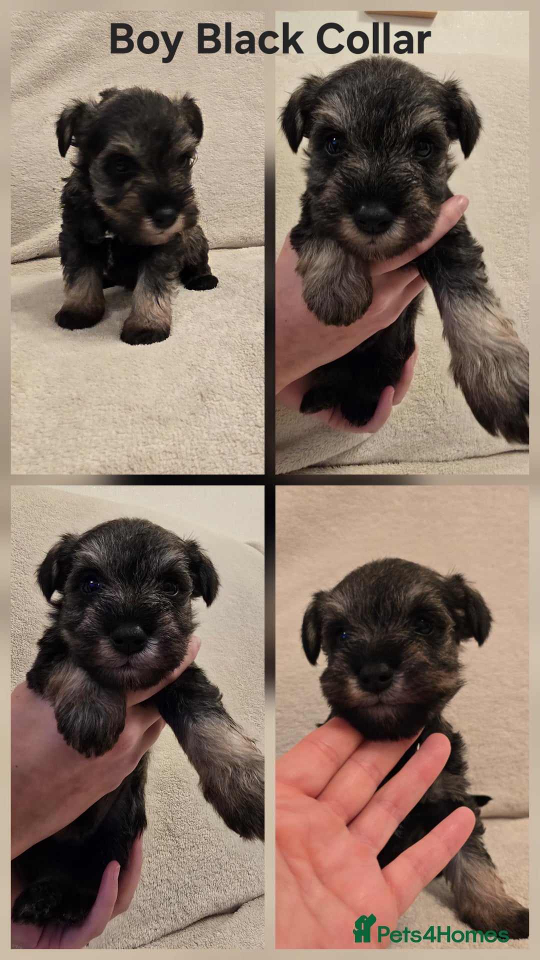 Miniature Schnauzer dogs for sale: KC Miniature Schnauzer Puppies ready in January - Advert 6