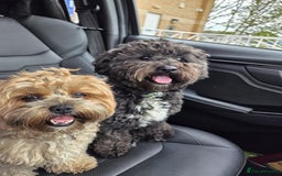 Shihpoo dogs for sale: F2 shihpoo puppies. - Image 23