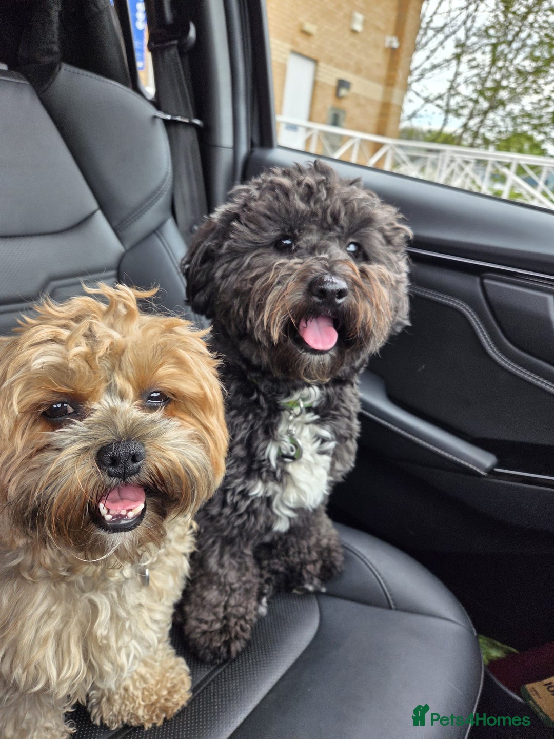Shihpoo dogs for sale: F2 shihpoo puppies. - Image 23
