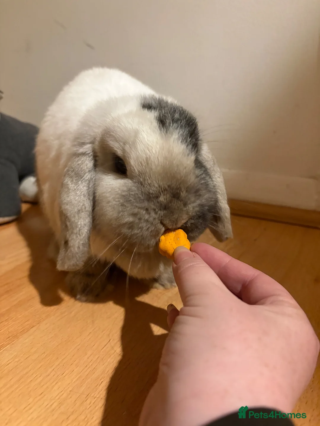 English Lop rabbits for sale: Two beautiful Buns  in Newton Abbot - Advert 7