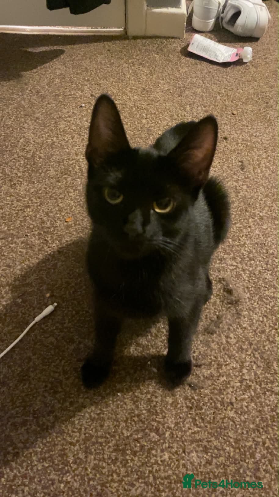 British Shorthair cats 3 month old male  - Advert 1