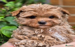 Maltipoo dogs for sale: 🐶Rare Asian/Korean Tiny Maltipoo Puppies🐶 - Image 10