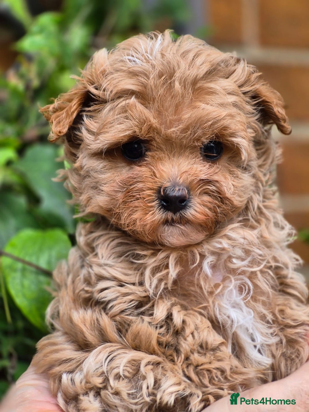 Maltipoo dogs for sale: 🐶Rare Asian/Korean Tiny Maltipoo Puppies🐶 - Image 10