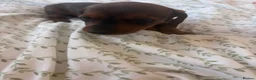 Dachshund dogs for sale: Puppies available  - Advert 13