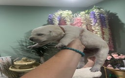 Goldador dogs for sale: Puppies- Goldadors (Golden retriever) (Labrador)  - Image 22