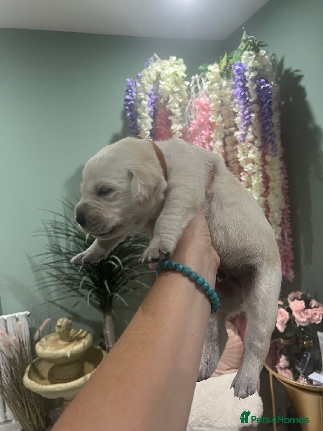 Goldador dogs for sale: Puppies- Goldadors (Golden retriever) (Labrador)  - Image 22