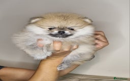 Pomeranian dogs for sale: CHAMPION BLOODLINE 3 female 1 male - Image 5