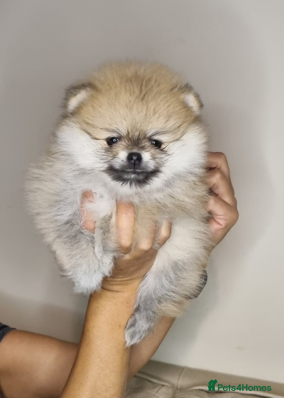 Pomeranian dogs for sale: CHAMPION BLOODLINE 3 female 1 male - Image 5