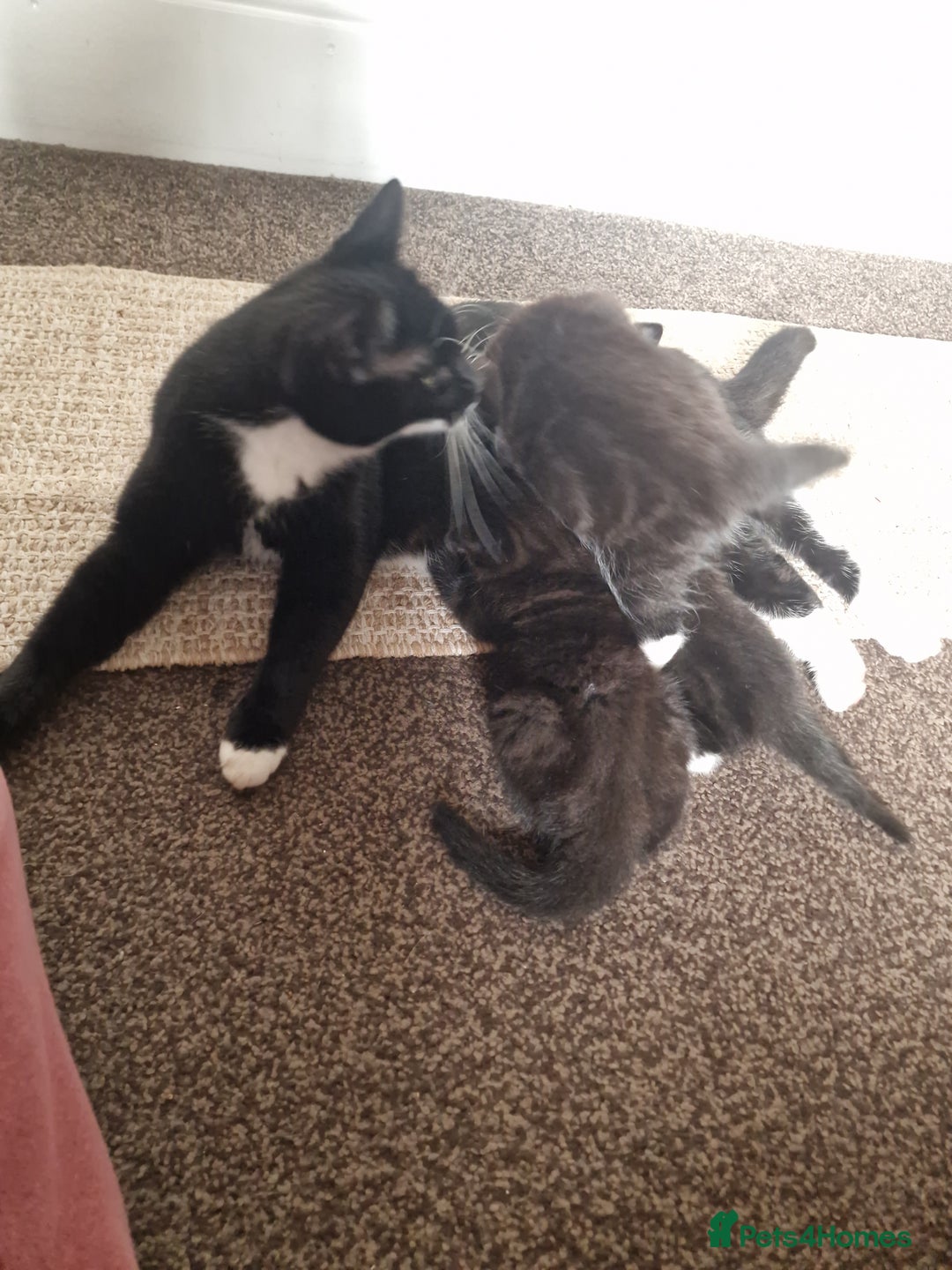 European cats for sale: Tuxedo and black kittens - Image 6