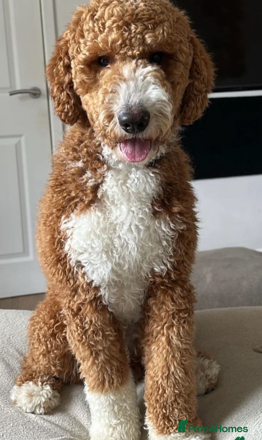 Double Doodle dogs for sale: Australian Goldendoodle puppies - Image 3