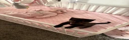 Mixed Breed cats for sale: 9 Week old girl Kitten  in Sunderland - Advert 7
