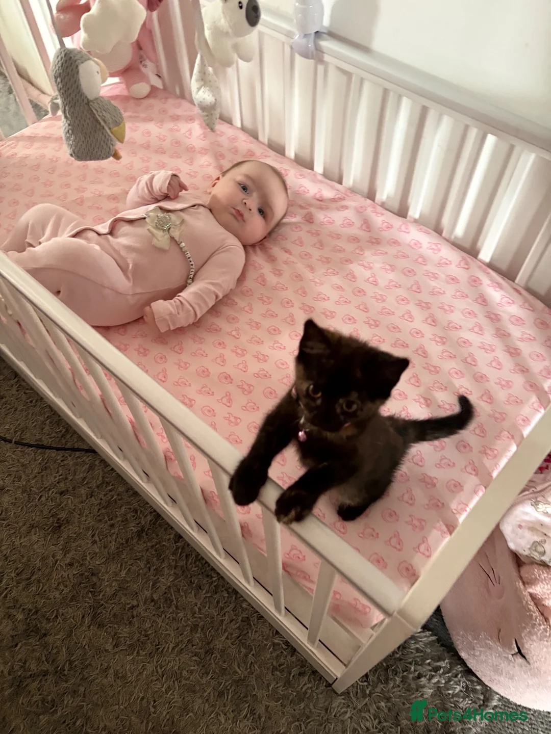Mixed Breed cats for sale: 9 Week old girl Kitten  in Sunderland - Advert 7