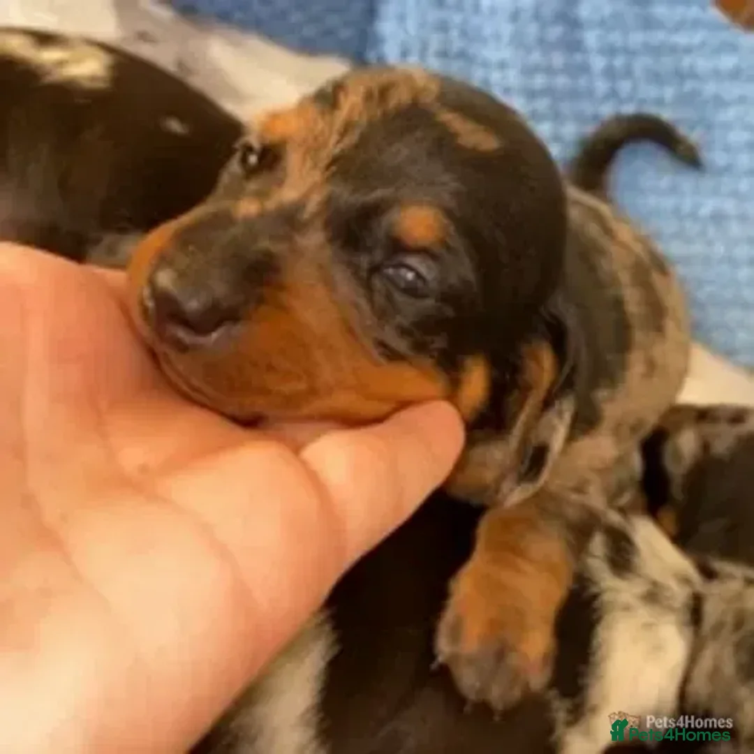 Miniature Dachshund dogs for stud:  Handsome Silver Dapple in Brecon - Advert 3