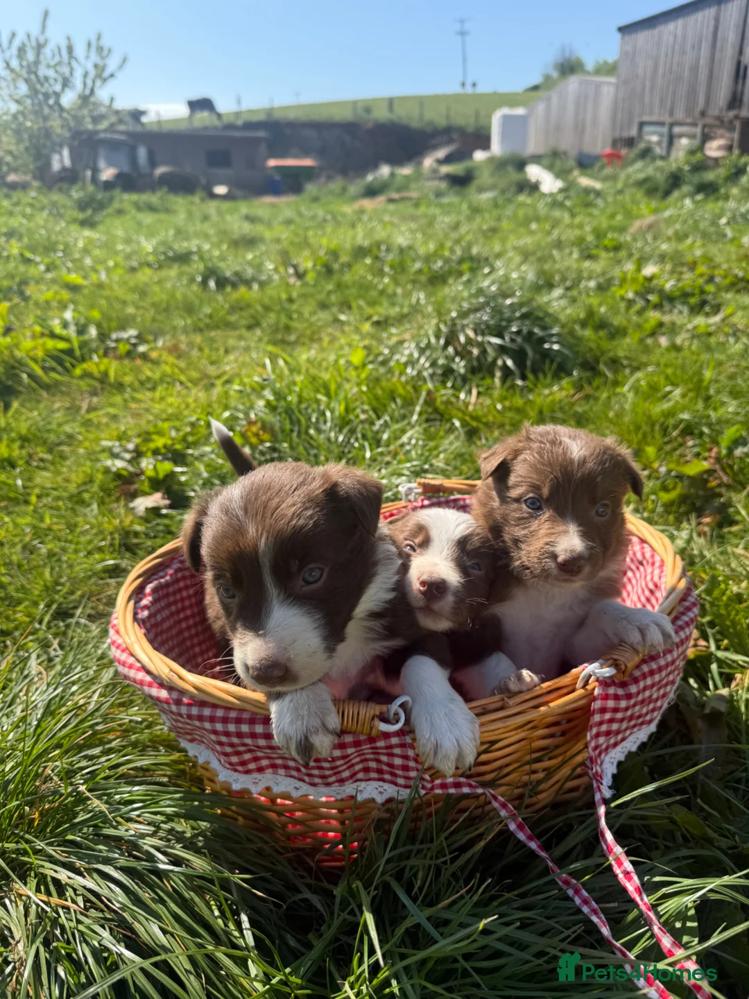 Border Collie dogs for sale: 8 working red/chocolate border collie puppies  - Advert 1