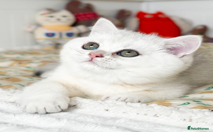 British Shorthair cats Pedigree British Shorthair kittens - Advert 4