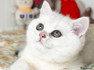 British Shorthair cats Pedigree British Shorthair kittens - Advert 1