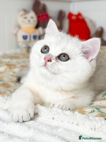 British Shorthair cats Pedigree British Shorthair kittens - Advert 1