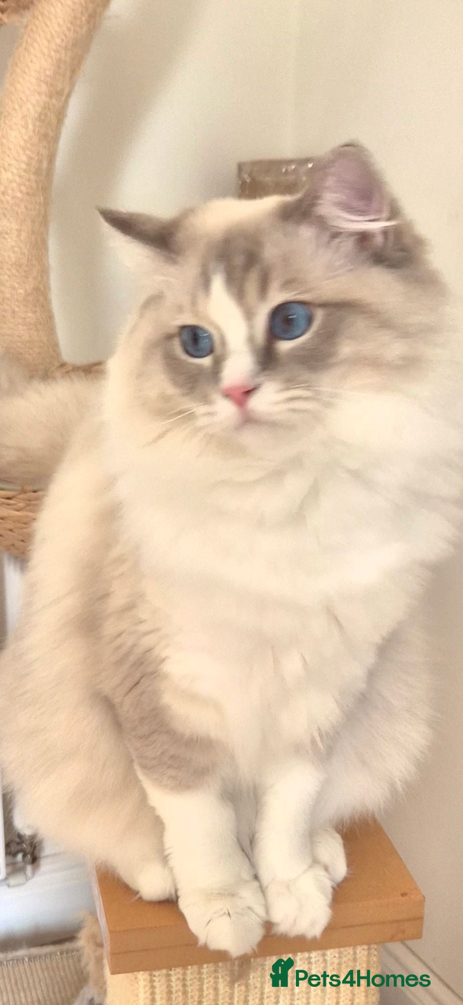 Ragdoll cats for sale: Rupert the Bear - Advert 2