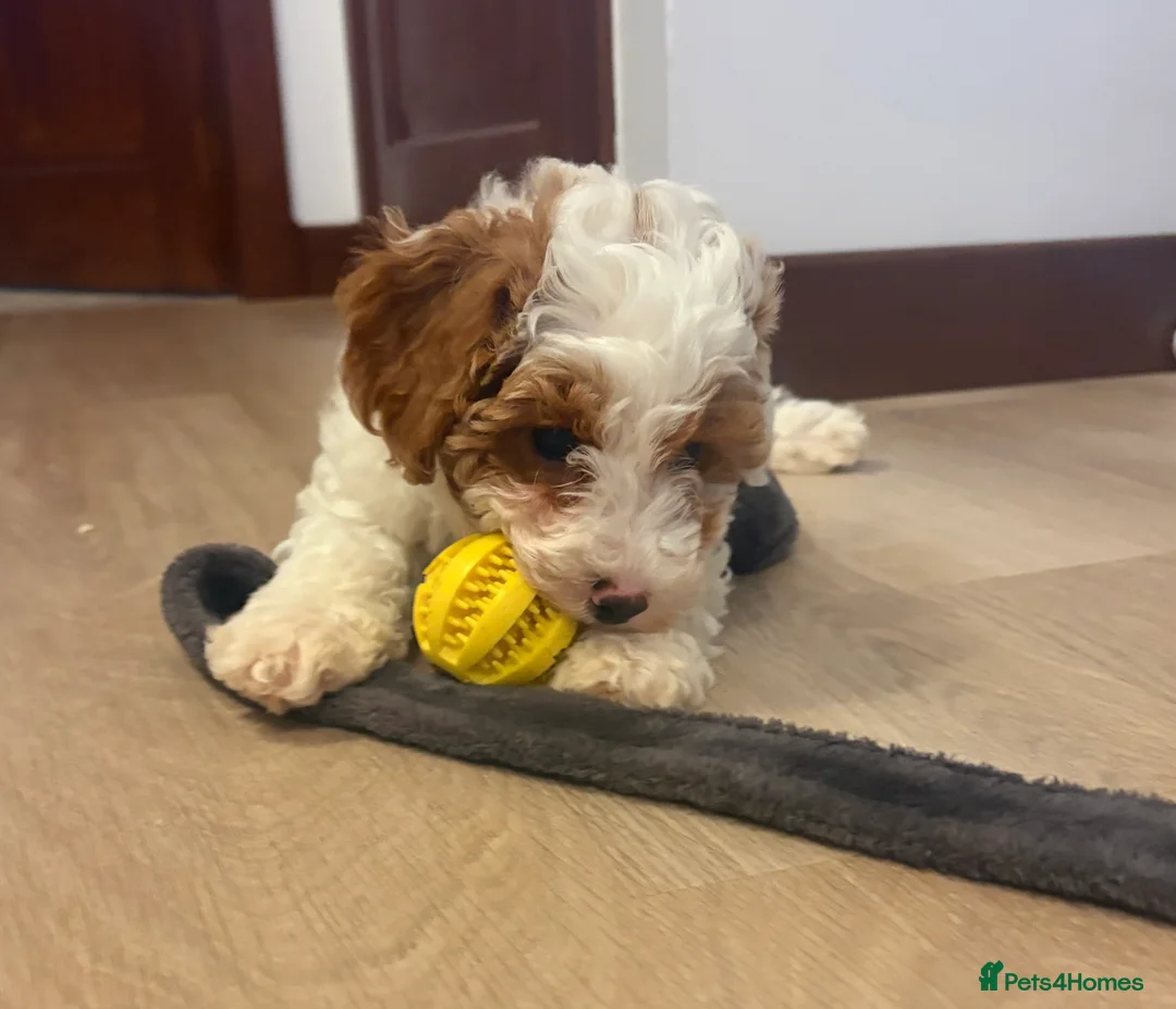 Cavachon dogs for sale: Cavapoochon Puppies - Advert 4