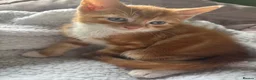 British Shorthair cats for sale: Only boy left  - Advert 5