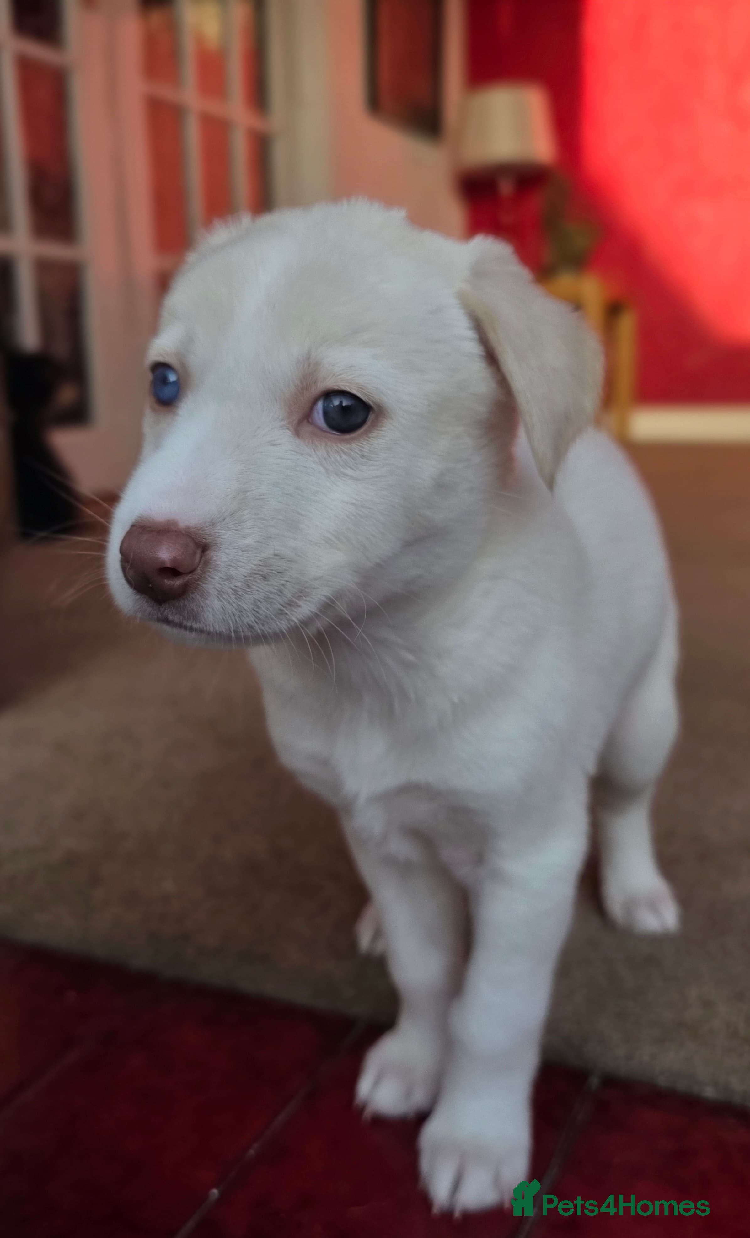 Mixed Breed dogs EUROHOUND / SIBERIAN HUSKY CROSS PUPPIES  - Advert 17