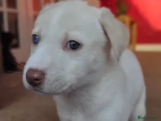 Mixed Breed dogs EUROHOUND / SIBERIAN HUSKY CROSS PUPPIES - Advert 1