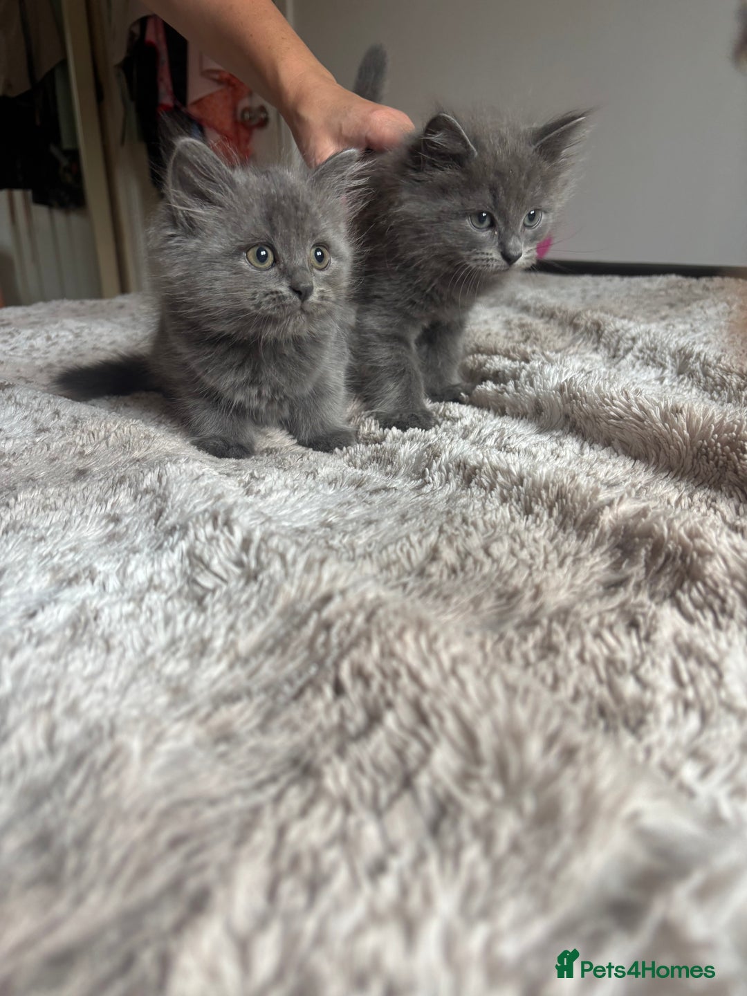 Ragdoll cats for sale: Two Blue Gray Ragdoll & Turkish angora - Image 1
