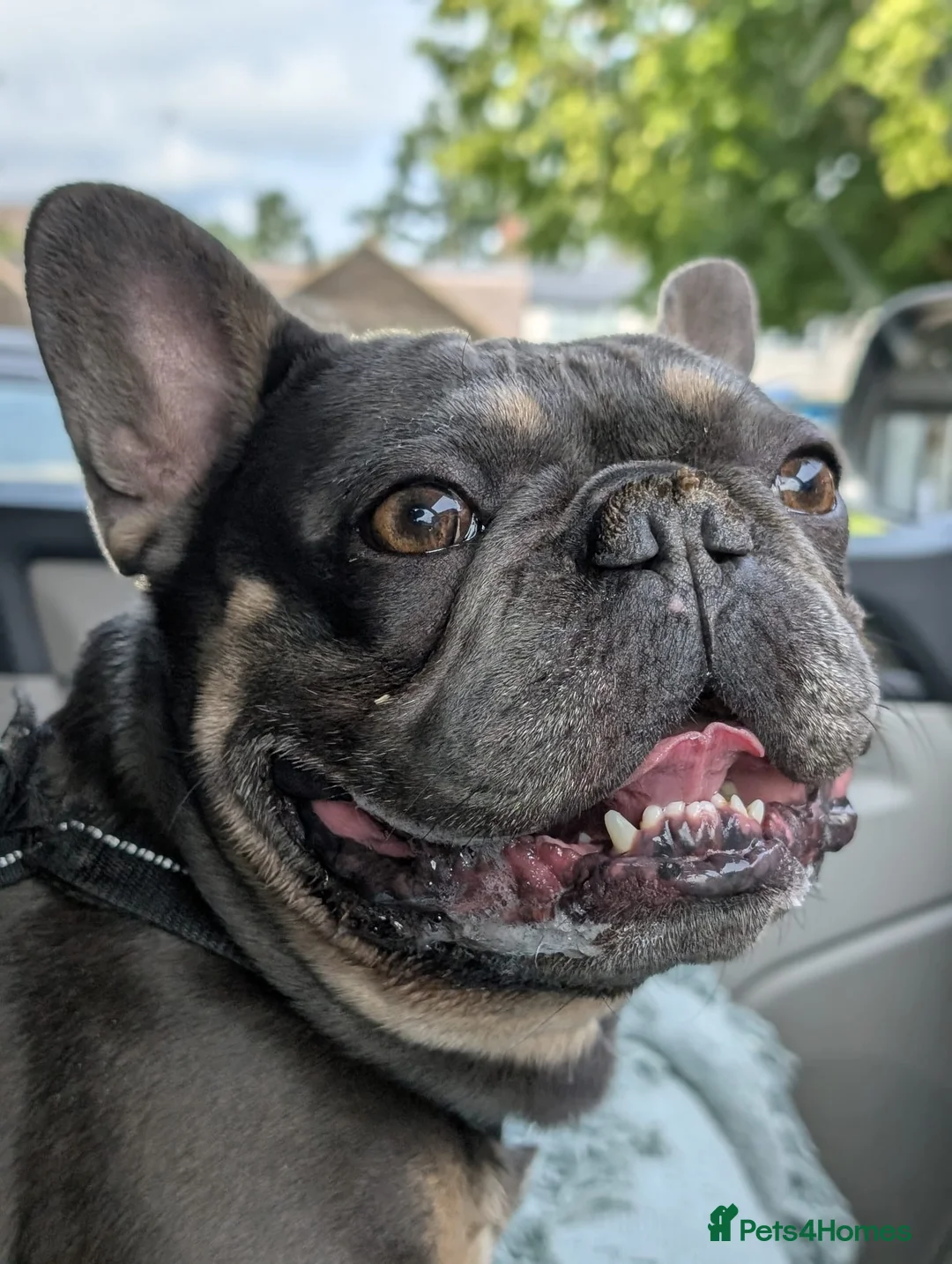 French Bulldog dogs for sale: French bulldog looking for forever home  - Advert 2