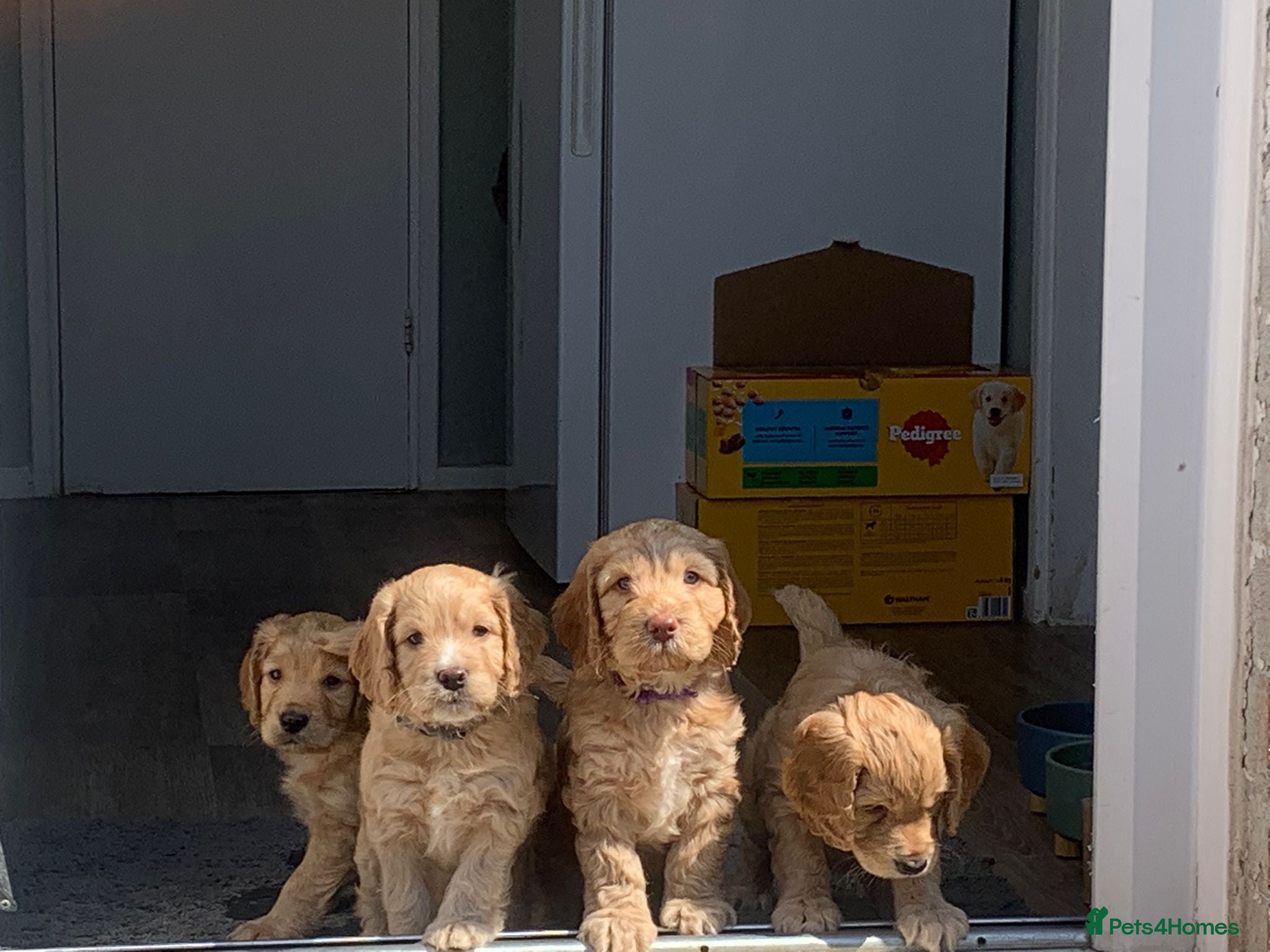 Cockapoo dogs for sale: Last beautiful boy left Gorgeous Golden Cockerpoo - Advert 4