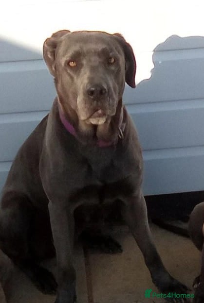 Mixed Breed dogs Cane corso x alpha blue bulldog puppies  - Advert 1