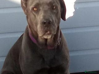 Mixed Breed dogs Cane corso x alpha blue bulldog puppies - Advert 8