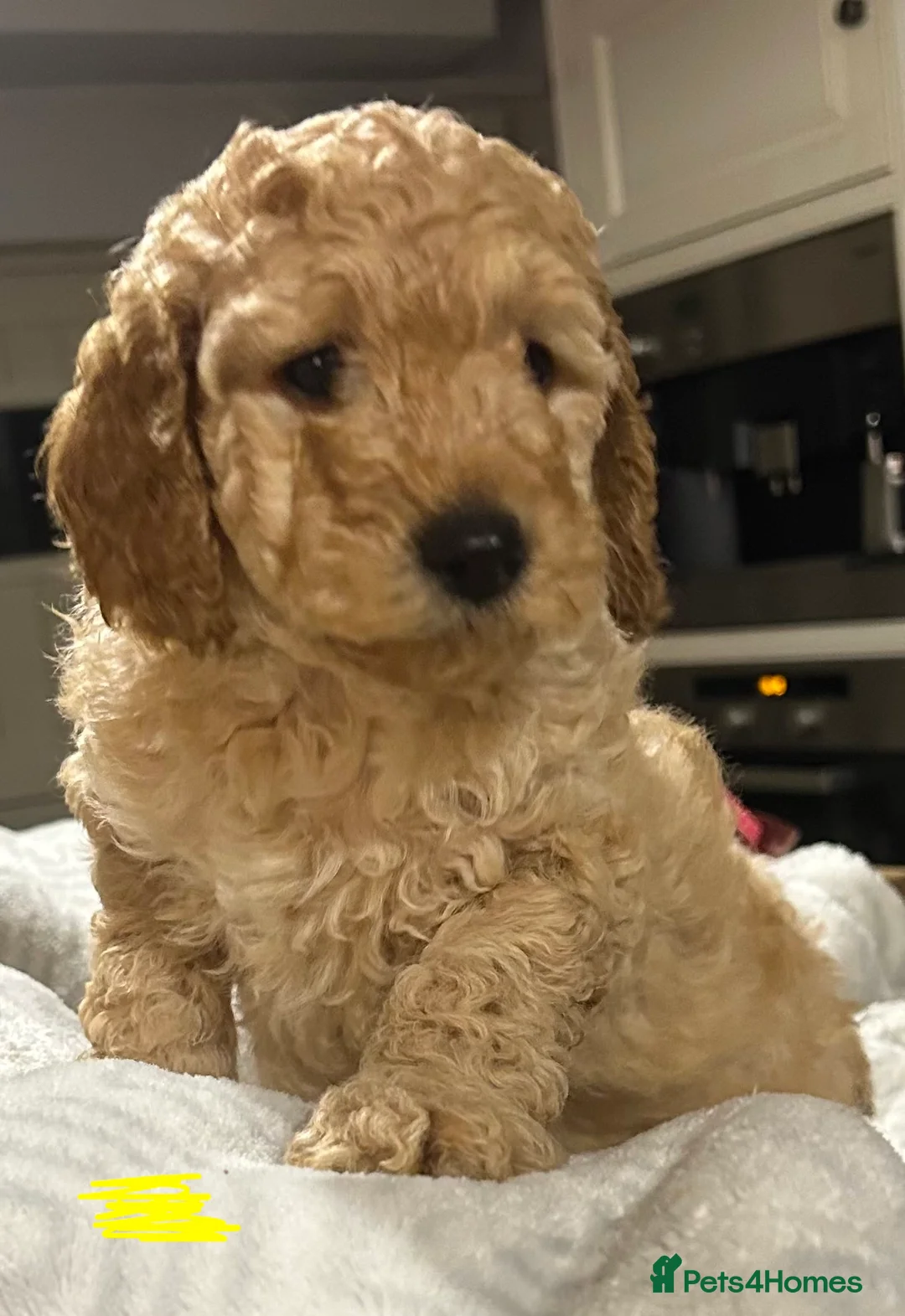 Miniature Poodle dogs for sale: KC REG MINIATURE POODLE PUPS - Advert 2