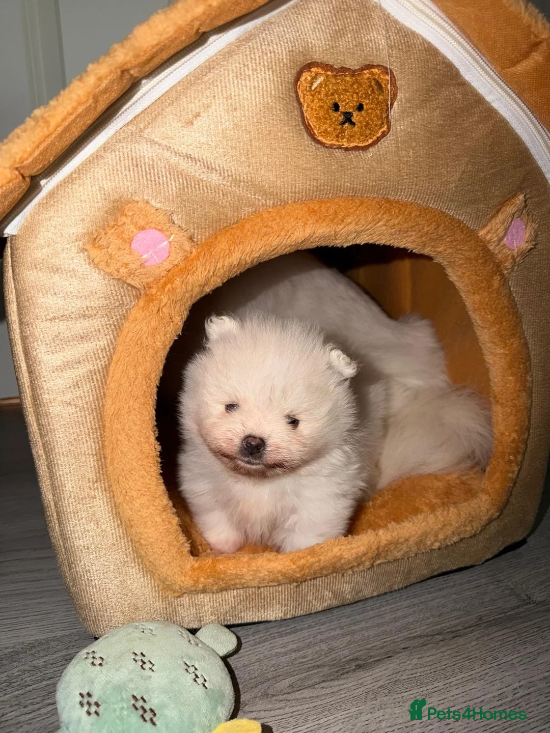 Pomeranian dogs for sale: Gorgeous White Teddy Bear Pomeranian Puppies  - Advert 2