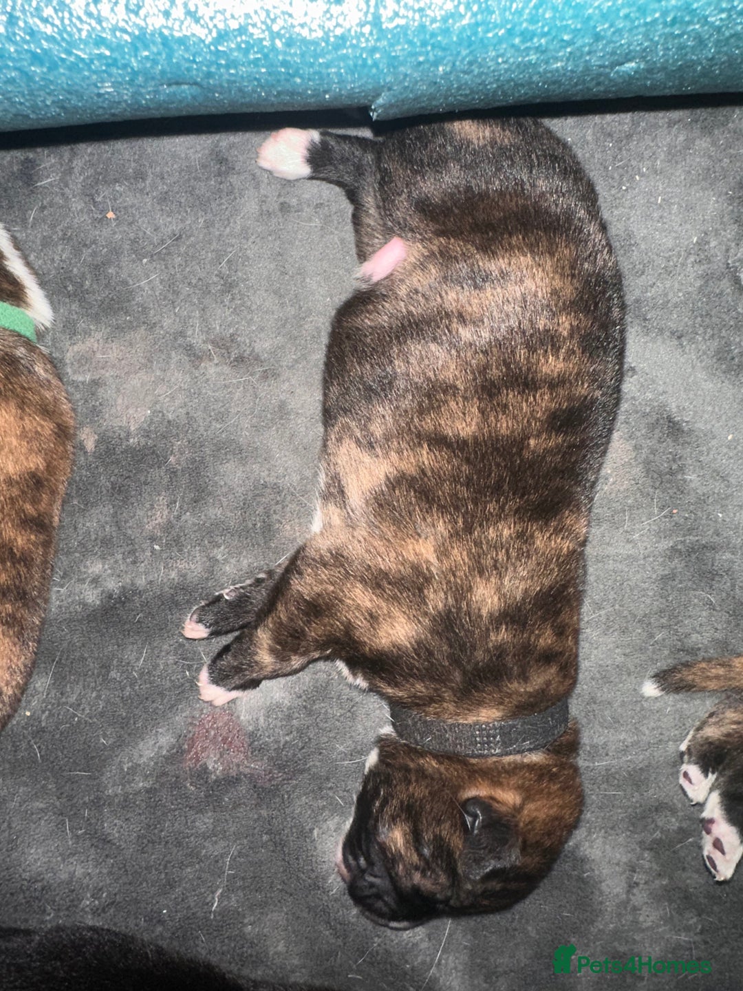 Mixed Breed dogs for sale: 8 beautiful pups for sale - Image 6