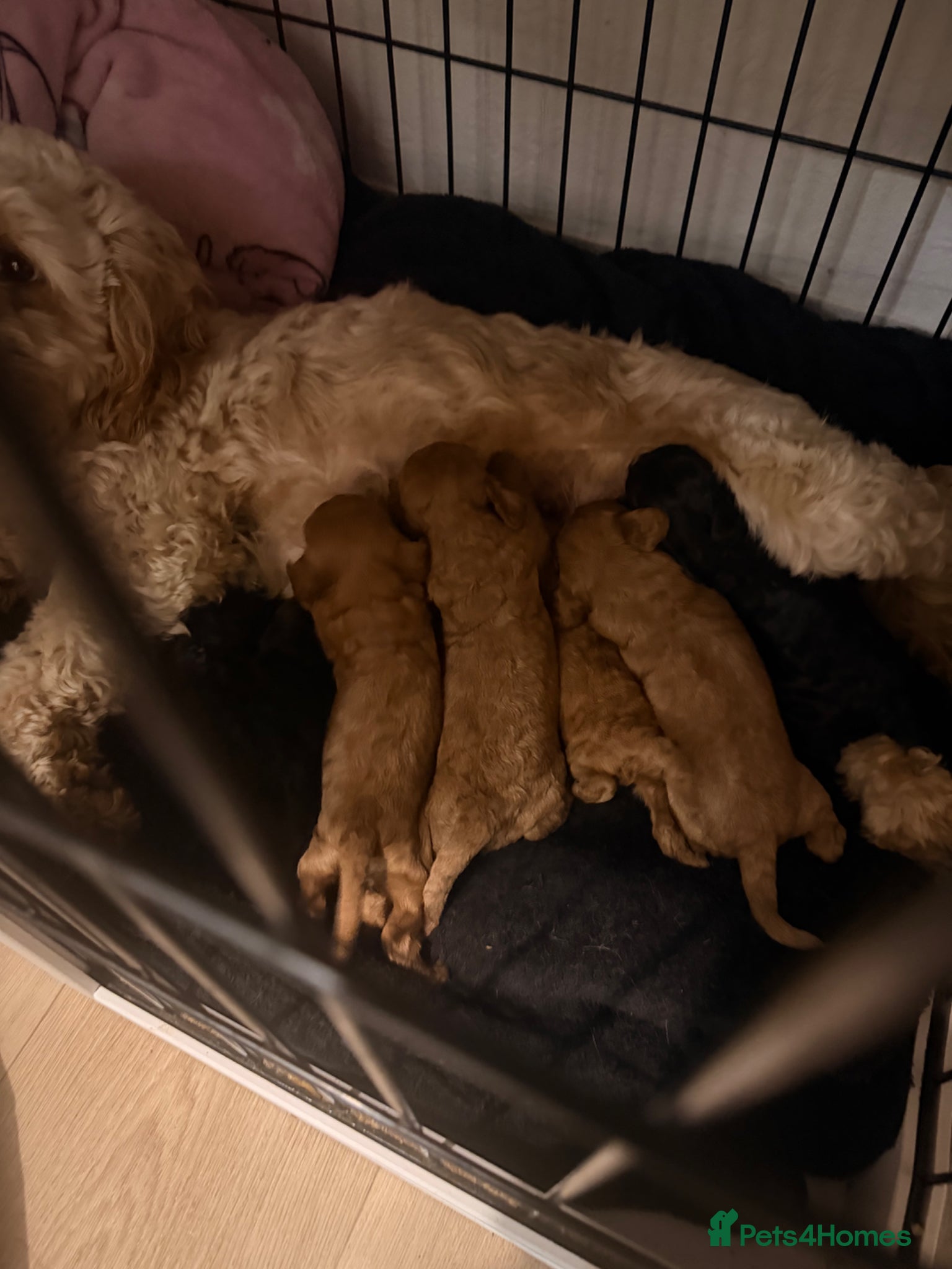 Cockapoo dogs Toy cockapoos  - Advert 13