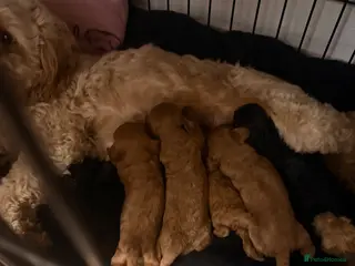 Cockapoo dogs Toy cockapoos - Advert 13