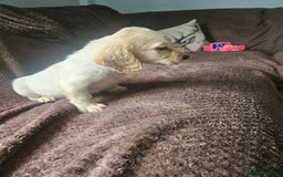 Bocker dogs for sale: Bocker puppies  - Image 5