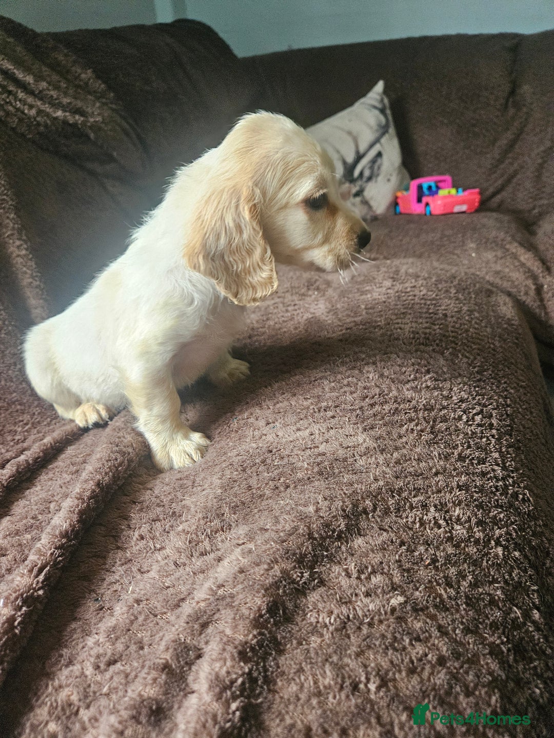 Bocker dogs for sale: Bocker puppies  - Image 5