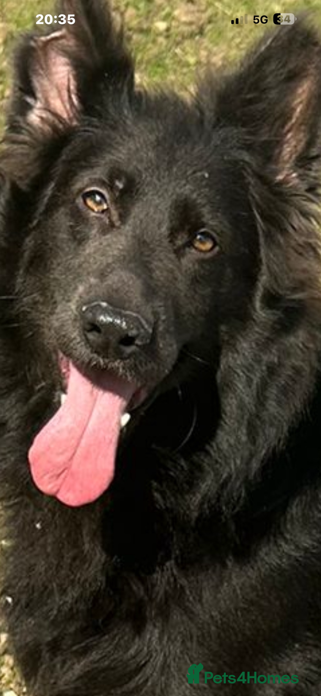 German Shepherd dogs for sale: Stunning German Shepherd  - Advert 3