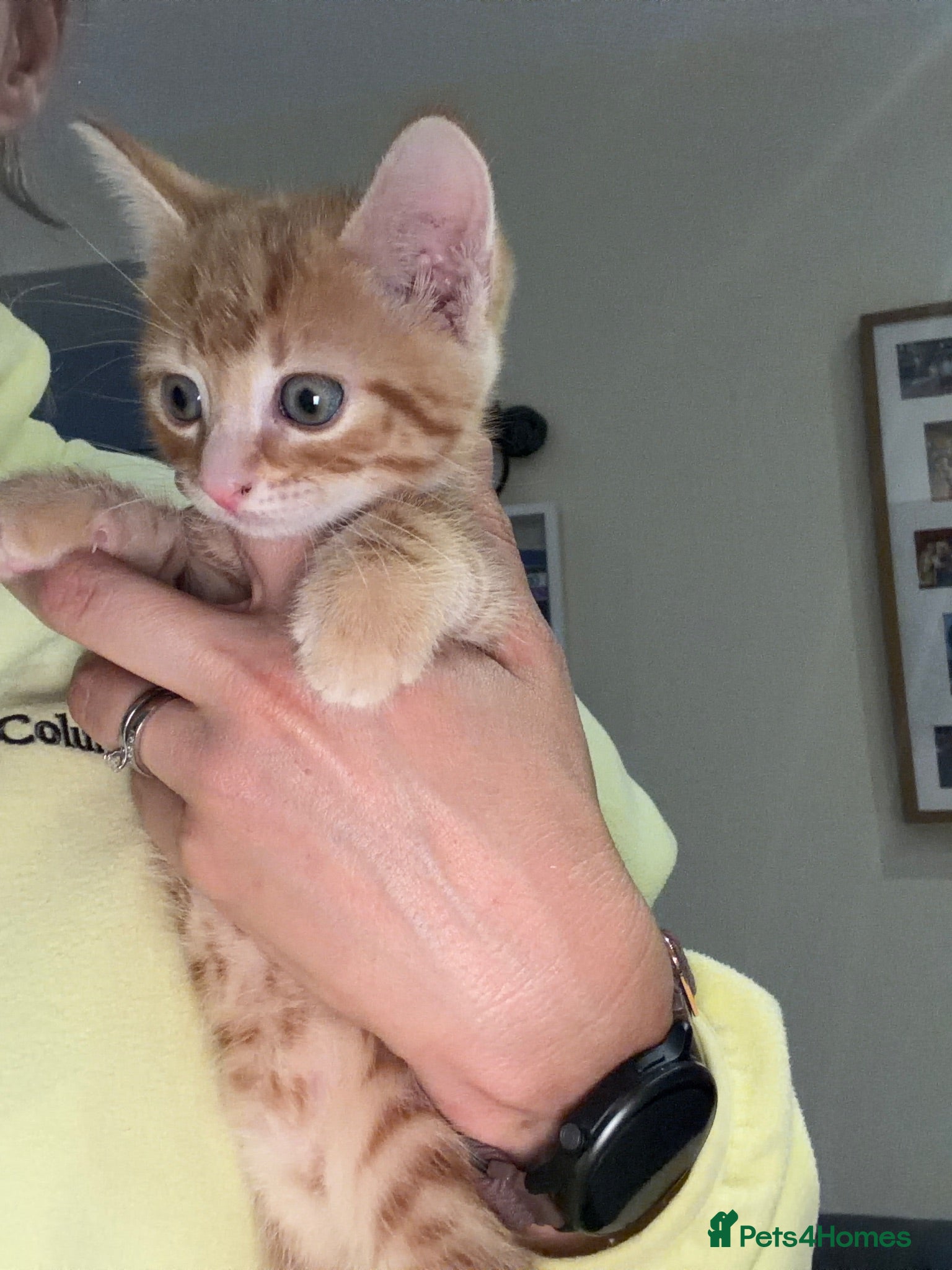 Mixed Breed cats  Tabby kitten available male and one male ginger  - Advert 1