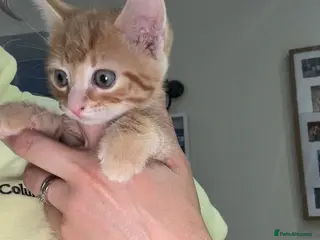 Mixed Breed cats Tabby kitten available male and one male ginger - Advert 1