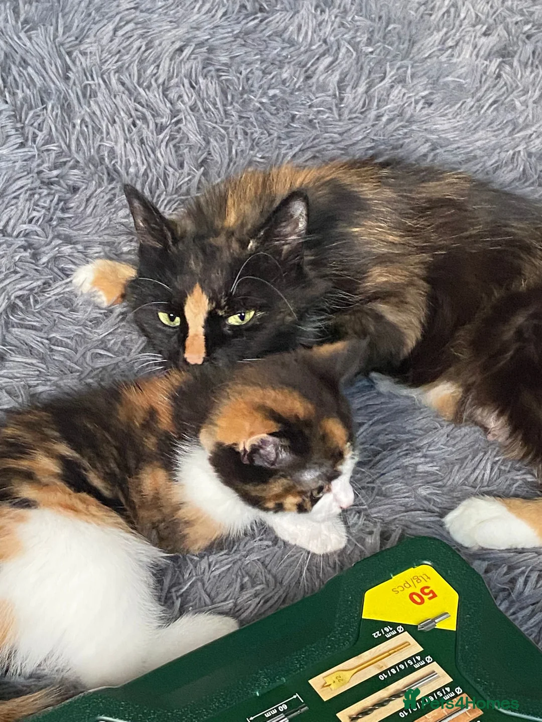 British Shorthair cats for sale: Cali - calico british shorthair cat - Advert 8