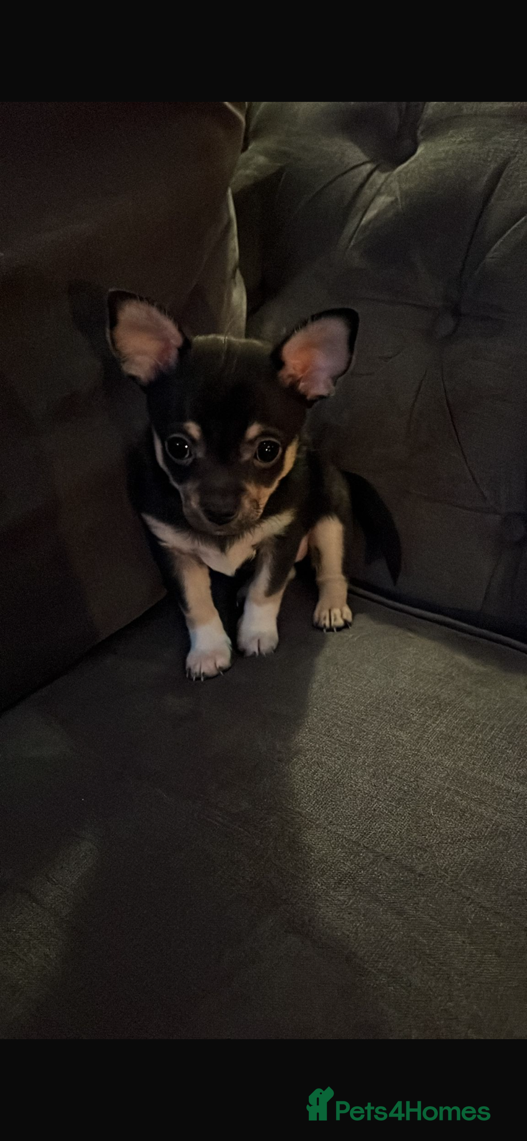 Chihuahua dogs for sale: ❤️ Last little boy ready for his forever home ❤️ - Advert 33