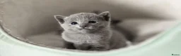 Russian Blue cats for sale: TICA Reg Boutique Russian Blue Kittens  - Advert 32