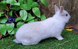 Netherland Dwarf rabbits for sale: PURE BRED NETHERLAND DWARFS - VACCINATED READY NOW - Advert 3