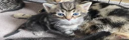 British Shorthair cats for sale: STUNNING BRITISH SH X DOMESTIC SH KITTENS  - Advert 8